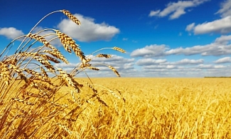 Вниманию российских экспортеров зерновых культур